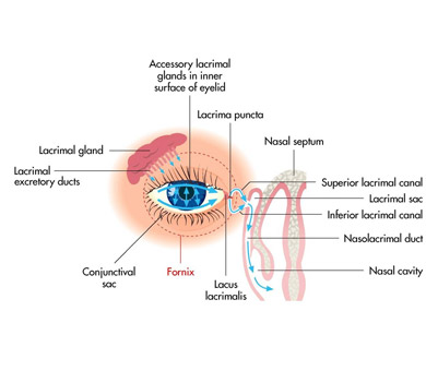 Why do my boobs hurt every month?, The Fornix